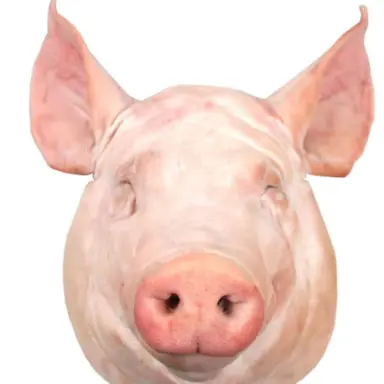 Profile image of 여우