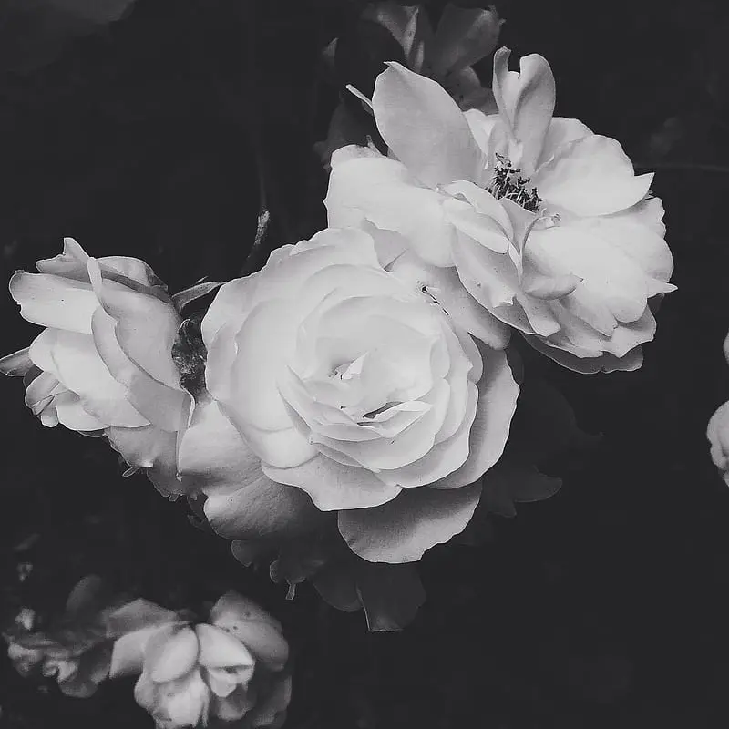taetae_borahae의 MYG
