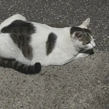 Profile image of 보성