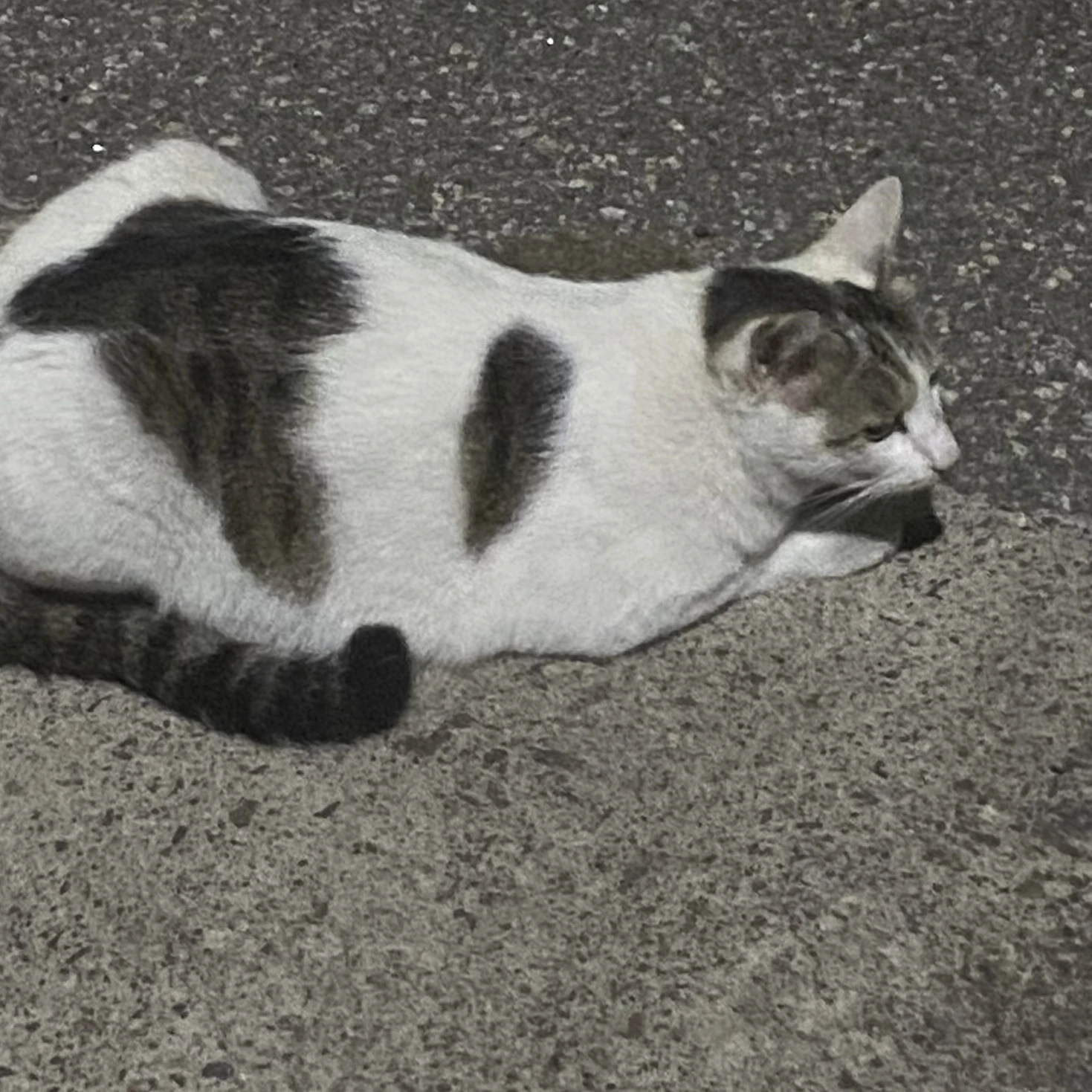 보성