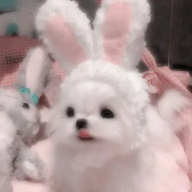 Profile image of 샤샤