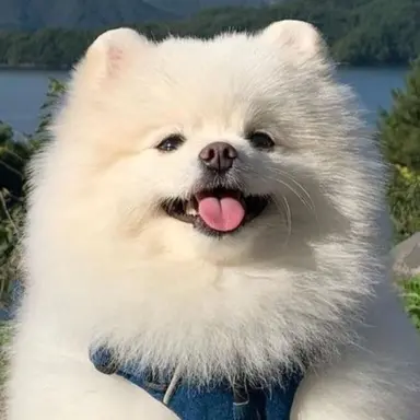 Profile image of 김루디