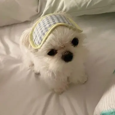 Profile image of 최루루