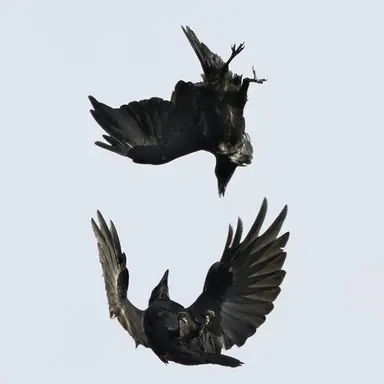 Profile image of 알렉시스