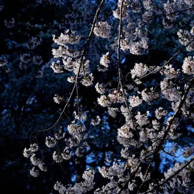 Profile image of 衣織