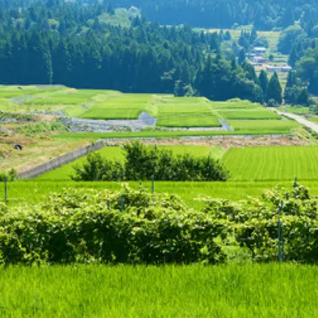 amasyou519의 あの夏のせいにして
