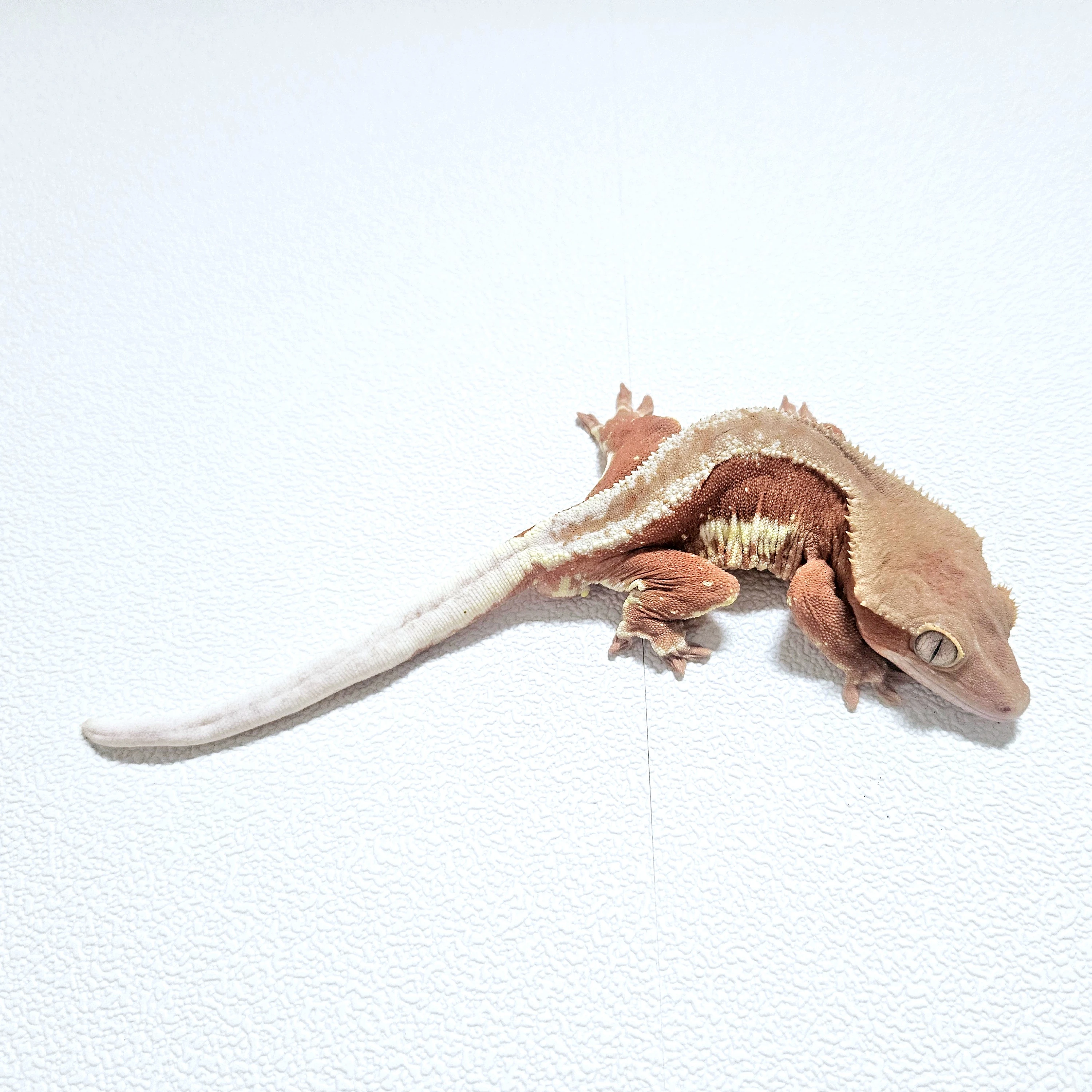 크레스티드 게코 지혁이