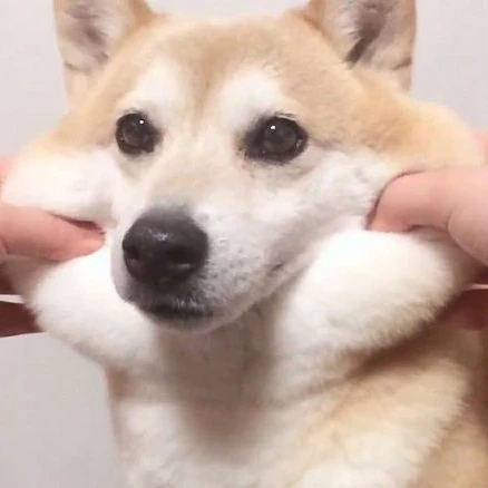 갱얼쥐