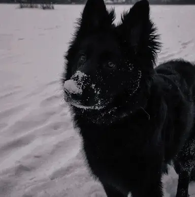 Profile image of Sirius Black