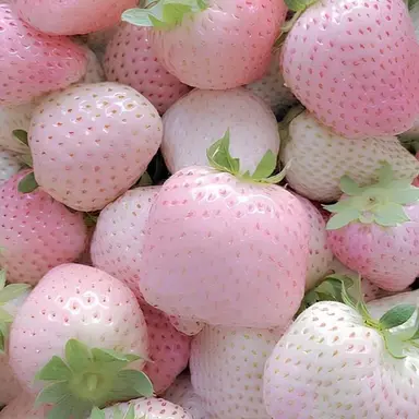 Profile image of 히엘