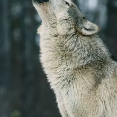 Profile image of 오늑대