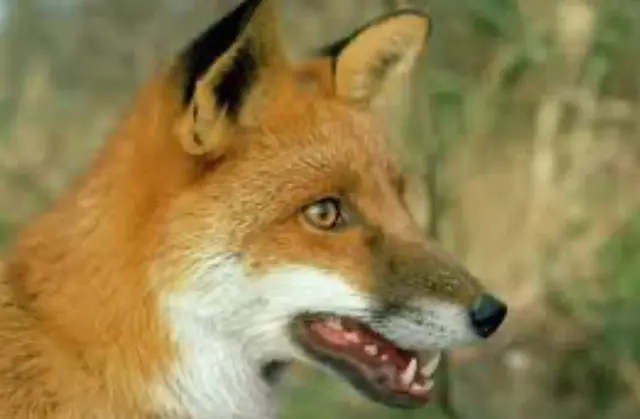 Profile image of Mot-Yeou