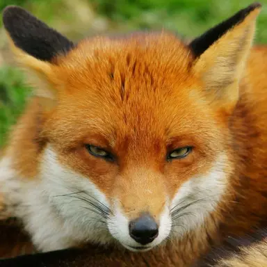 Profile image of 못여우