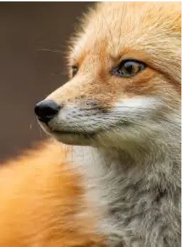 Profile image of Mot-Yeou