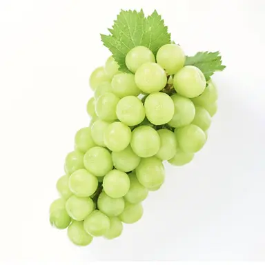 Profile image of 해설