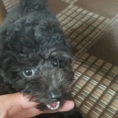 Profile image of ひな