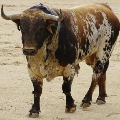 Profile image of Brutus