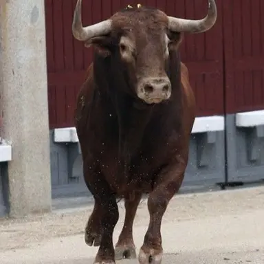 Profile image of Rocco
