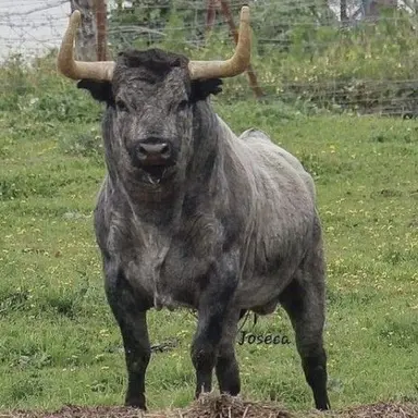 Profile image of Zeus