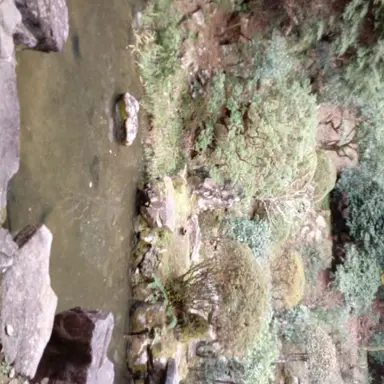 Profile image of 日本