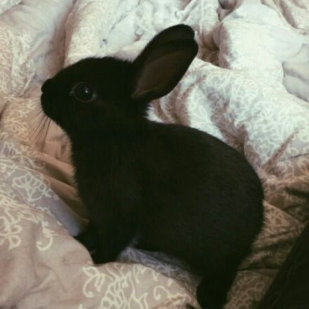 Bunny 대표 이미지
