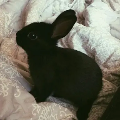 Profile image of 도흑