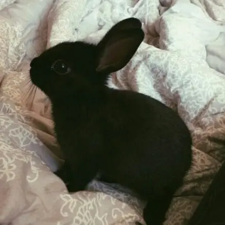 FatCage2430의 Bunny