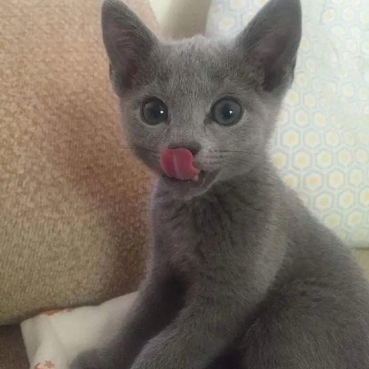 MeekMug6323의 ねこ、拾いました