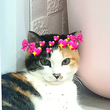 Profile image of 고고프렌즈