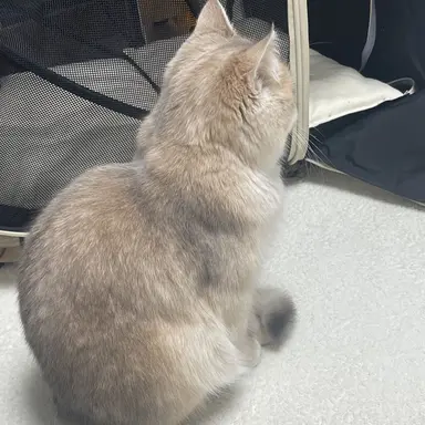 Profile image of 여우