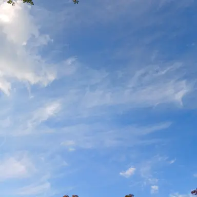 Profile image of 이도율