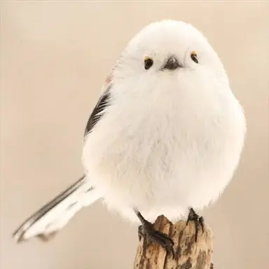Profile image of シマエナガ
