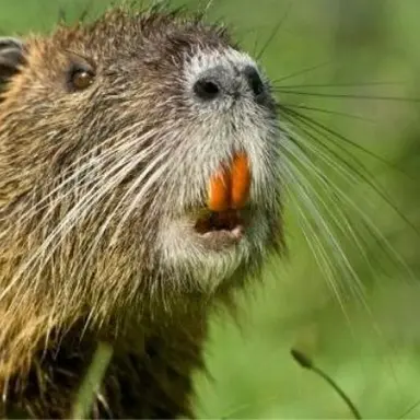 Profile image of 무연