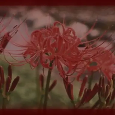 Profile image of 마플