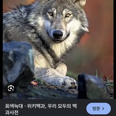 Profile image of 늑대