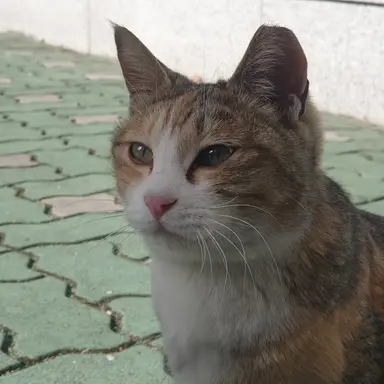 Profile image of 감J