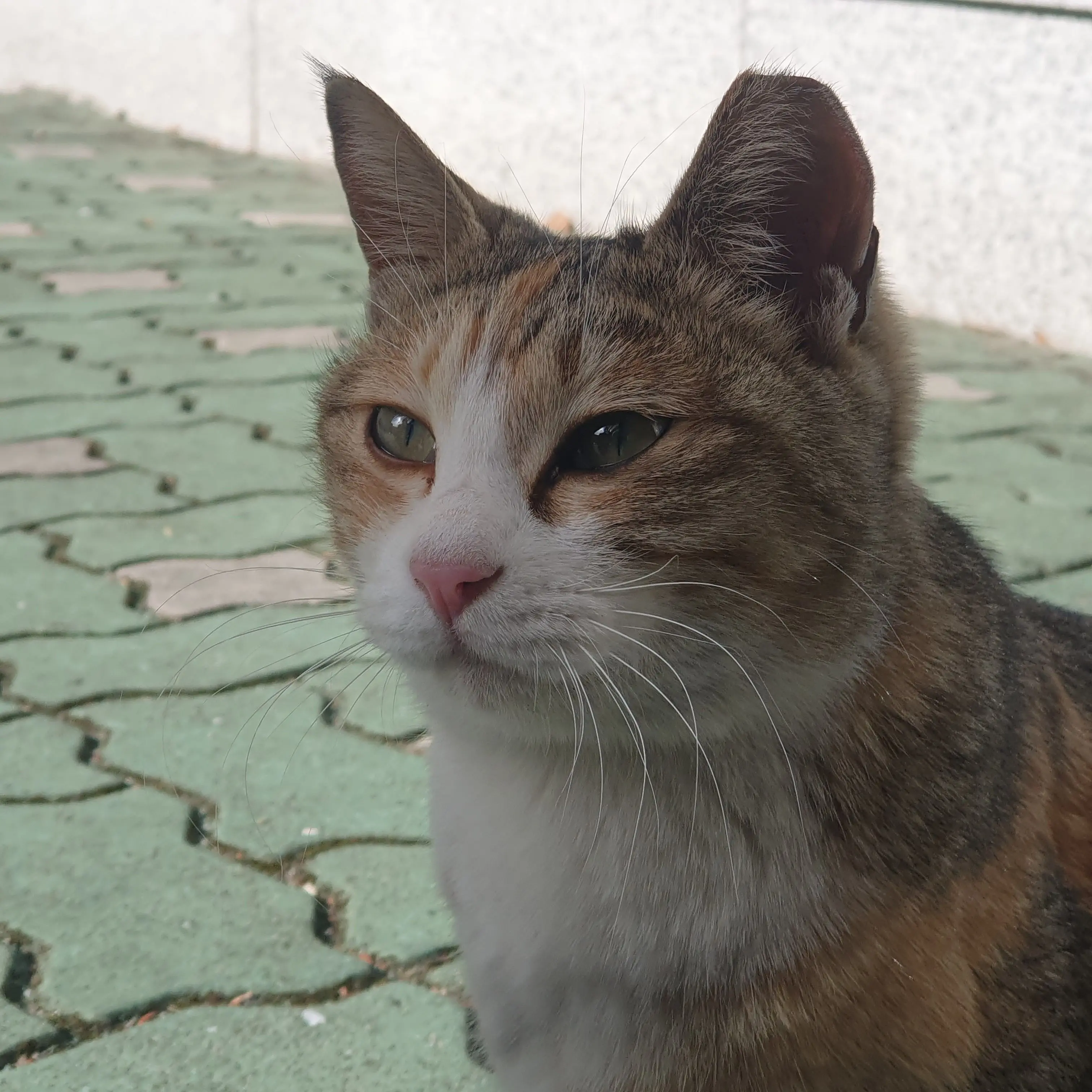 kuni_의 감J -일중독-