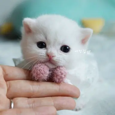 Profile image of 고양이1