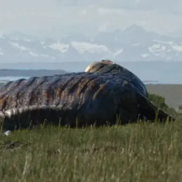 Profile image of SCP-682