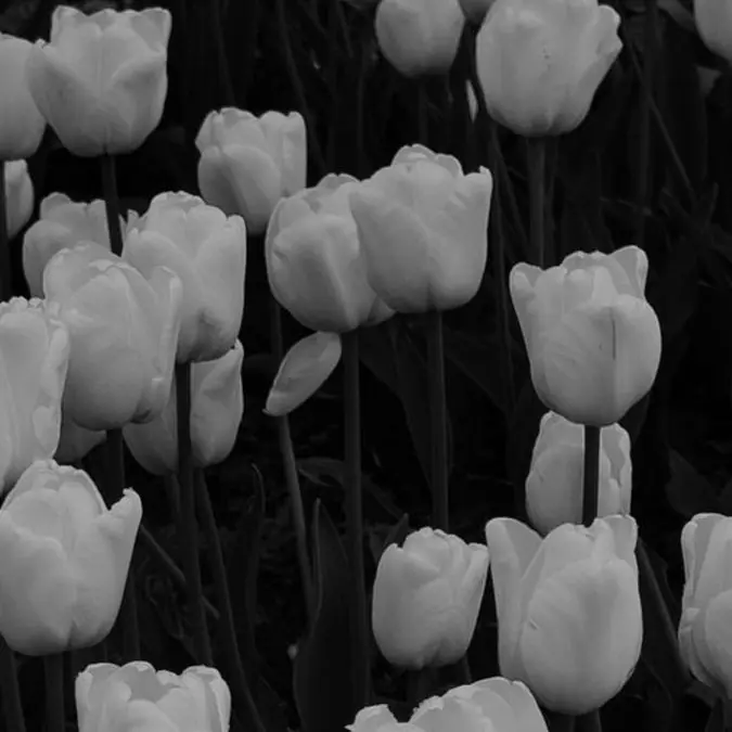 BleakMeter3550의 이 류