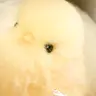 Profile image of フィリックス