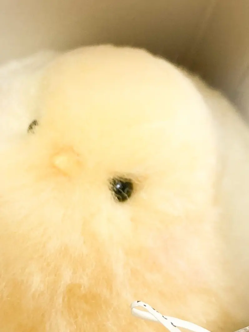 neru._.72의 フィリックス