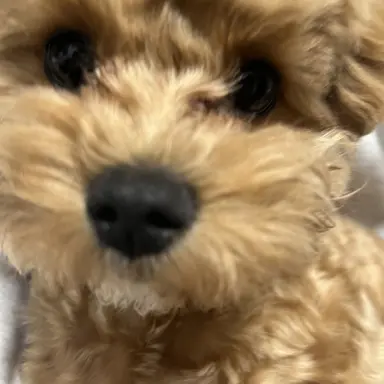 Profile image of 서아