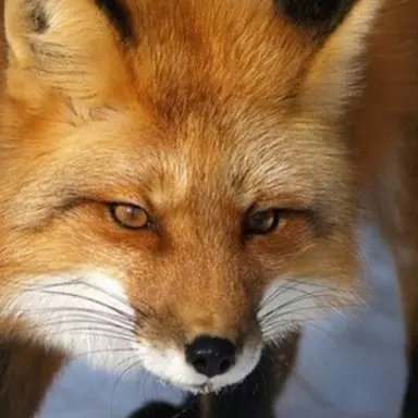 Profile image of 여우