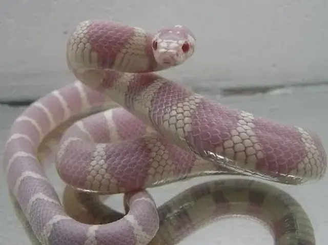 Profile image of Yuze