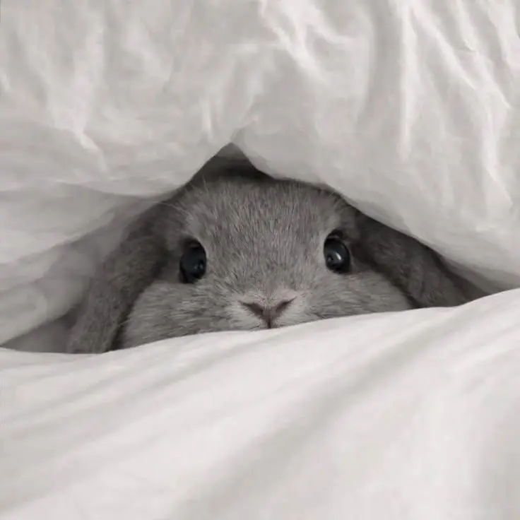 SheerPrice7868의 I'm late