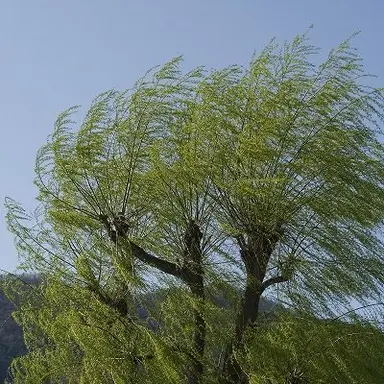 Profile image of にっかり青江