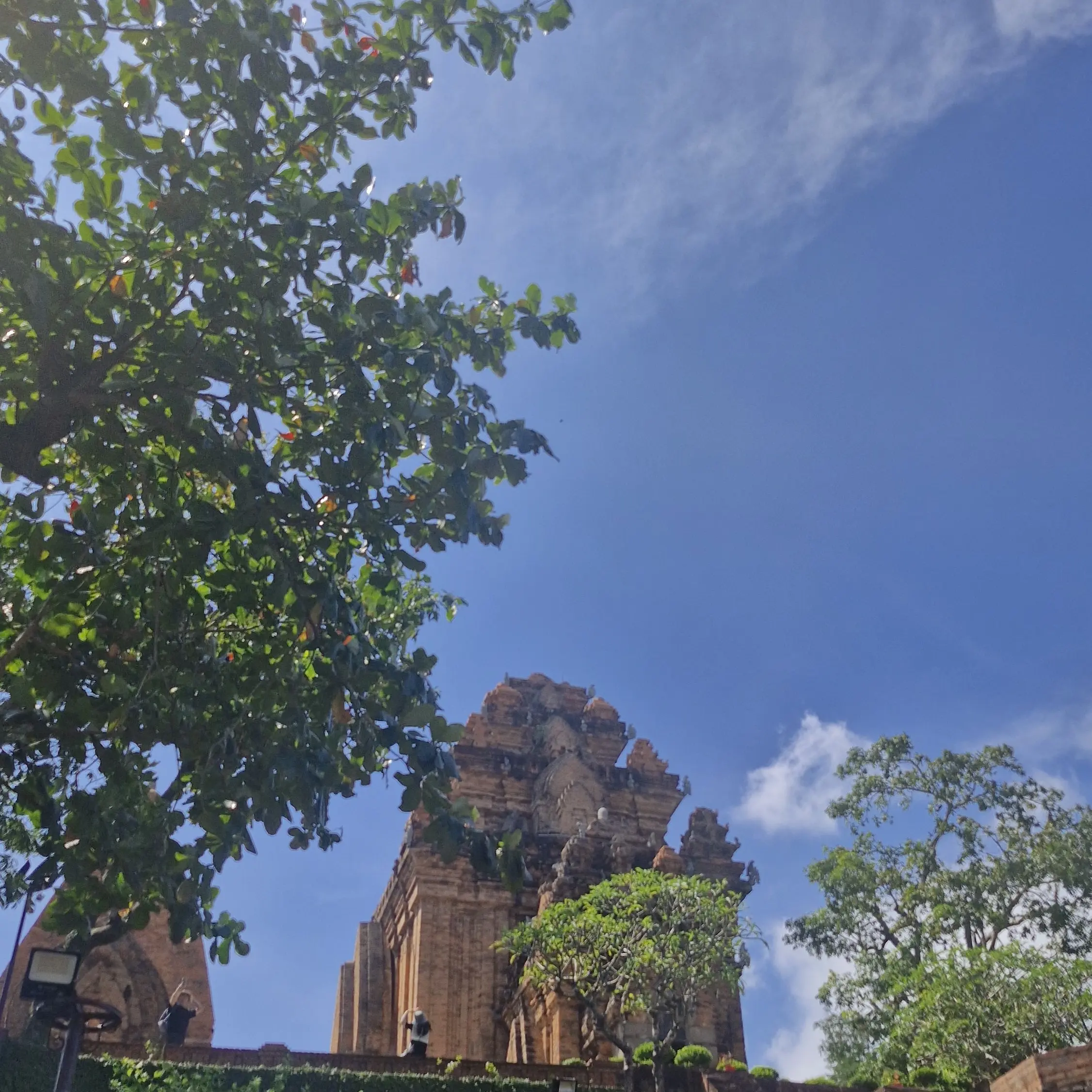 CurvedPea8181의 세계제일은 누구?