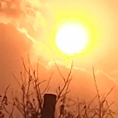 Profile image of 양파