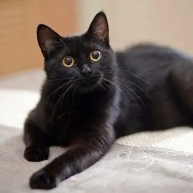 Profile image of 레이